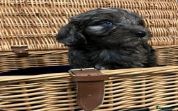 Cockapoo dogs for sale: Beautiful Rare Colour Cockapoo  - Image 6