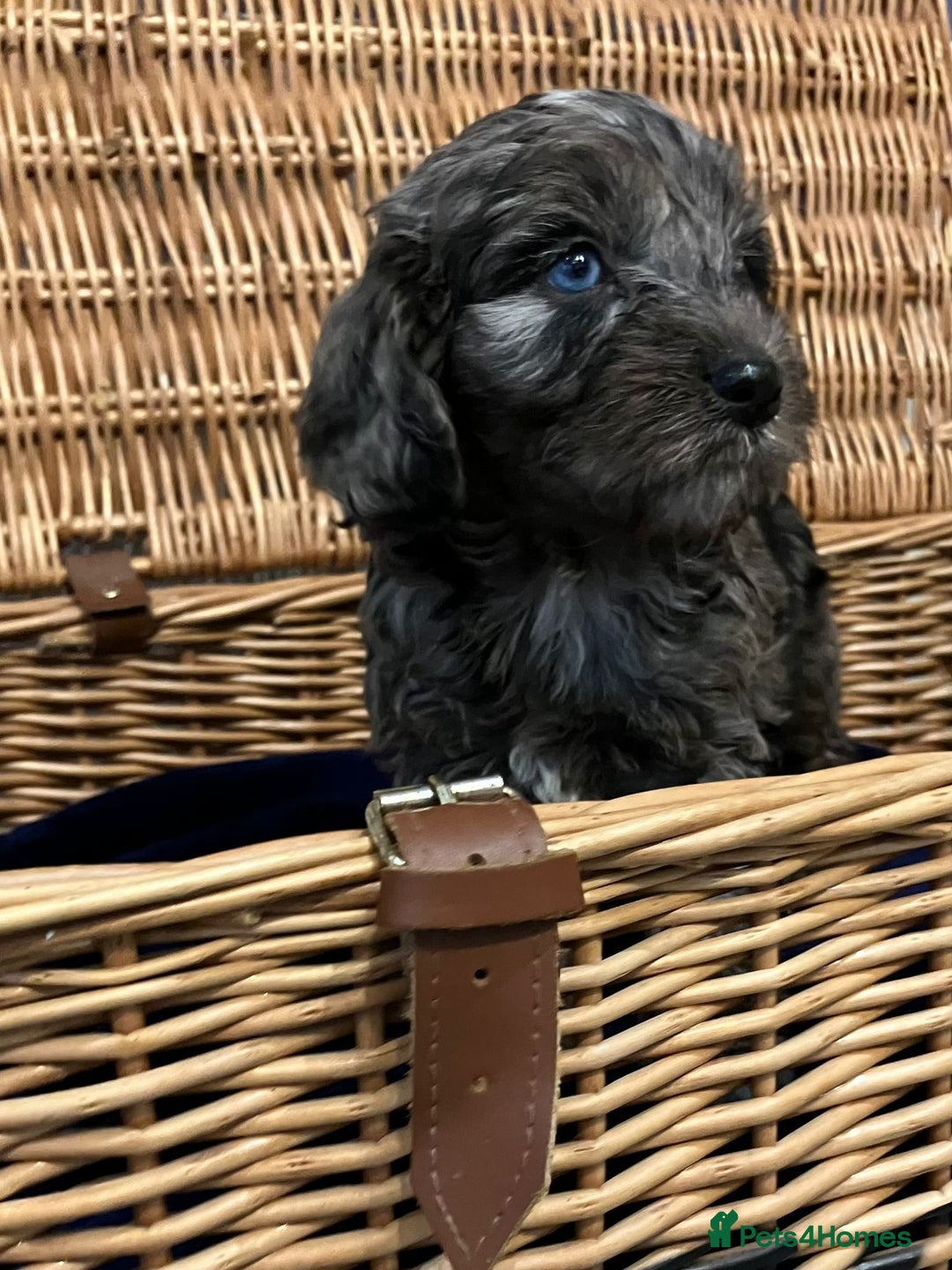 Cockapoo dogs for sale: Beautiful Rare Colour Cockapoo  - Image 6