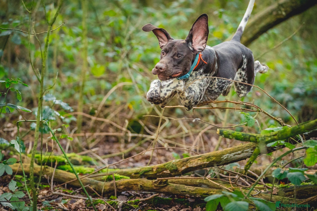German Shorthaired Pointer dogs for stud: KC Registered German Shorthaired Pointer at Stud in Liverpool - Image 20