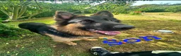 German Shepherd dogs for stud: PROVEN German shepherd for stud  - Advert 14