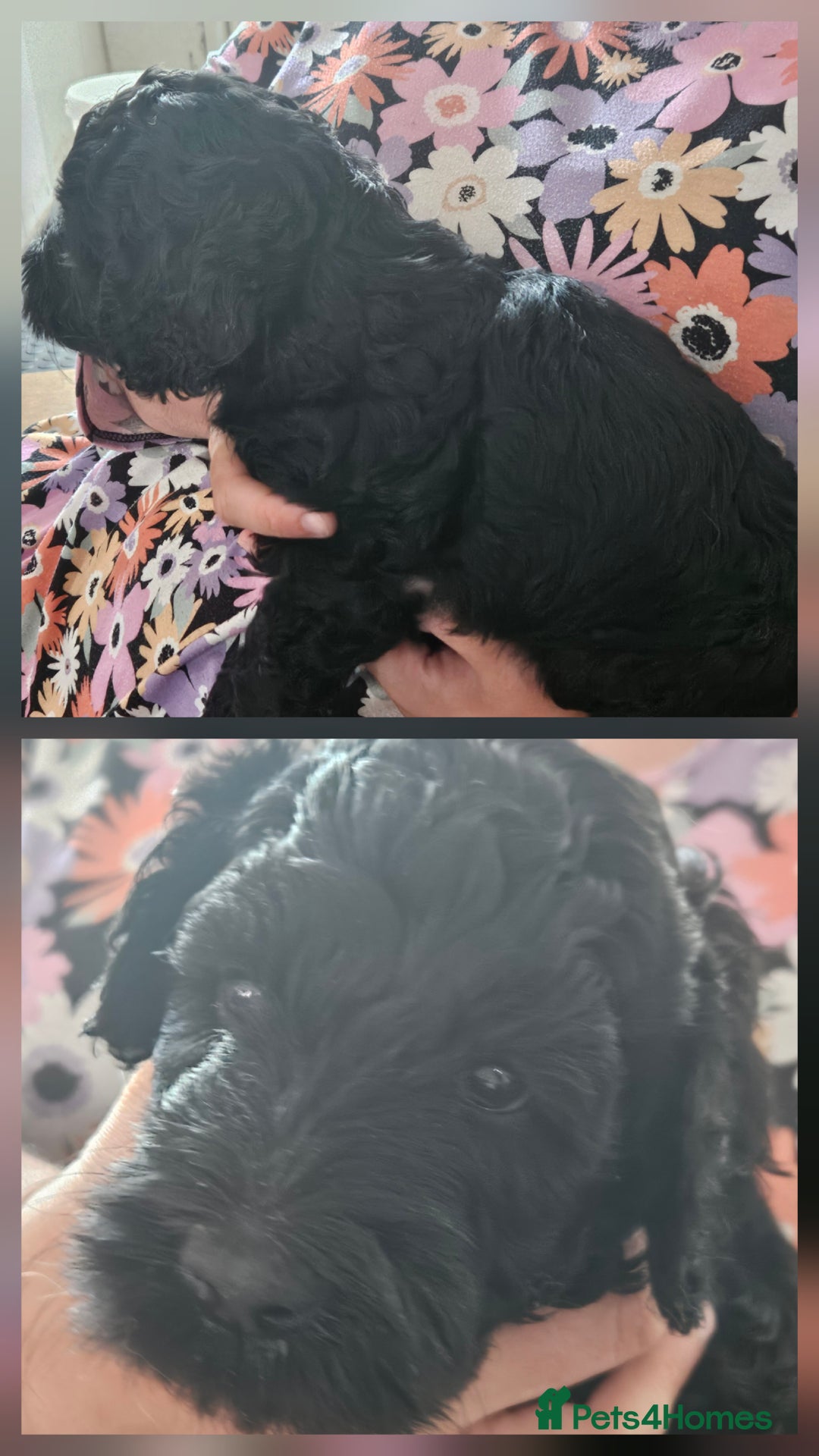 Double Doodle dogs for sale: FANTASTIC FOUR YORKSHIRE LADS  - Image 5