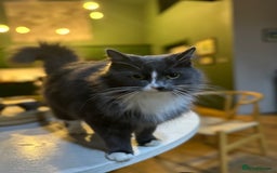 Russian Blue cats for sale: Beautiful Russian Blue 4 Year Old Cat - Image 7