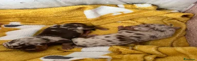 Miniature Dachshund 1