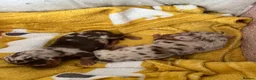 Miniature Dachshund dogs for sale: Miniature dachshund puppies  in Warrington - Advert 1