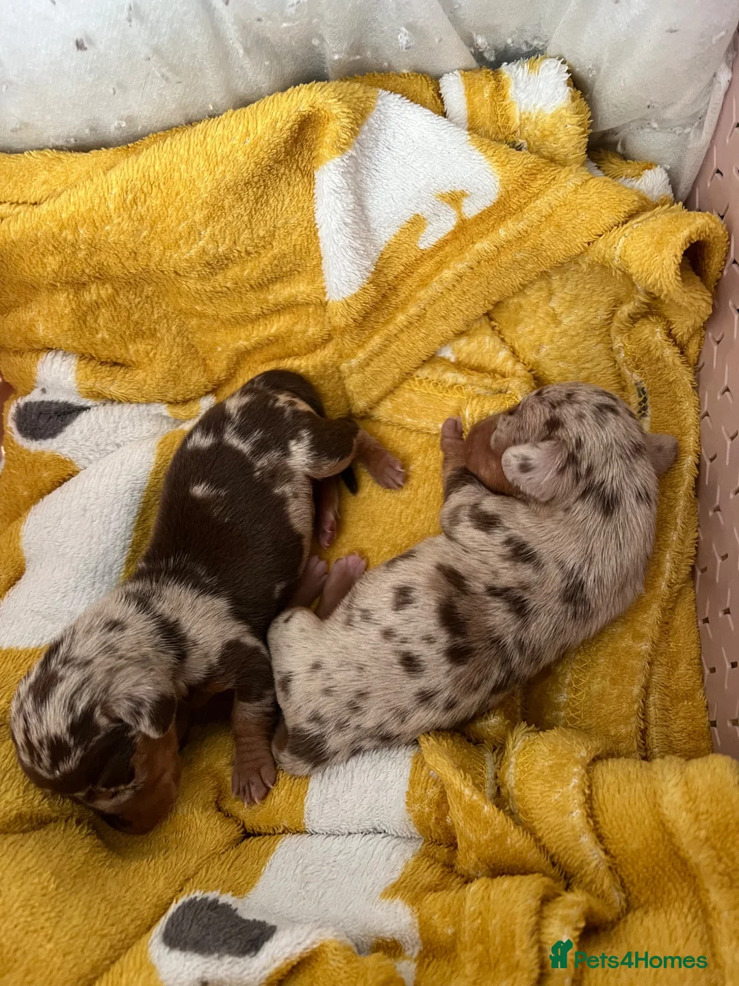 Miniature Dachshund dogs for sale: Miniature dachshund puppies  in Warrington - Advert 1