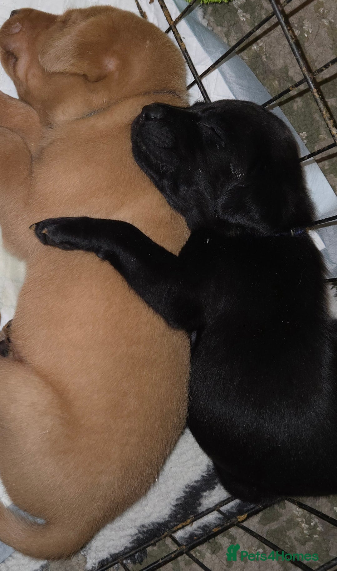 Labrador Retriever dogs for sale:  ✨ Exceptional Labrador Retriever Puppies  ✨ - Advert 7