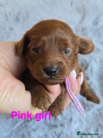 Cavapoo dogs - Advert 5