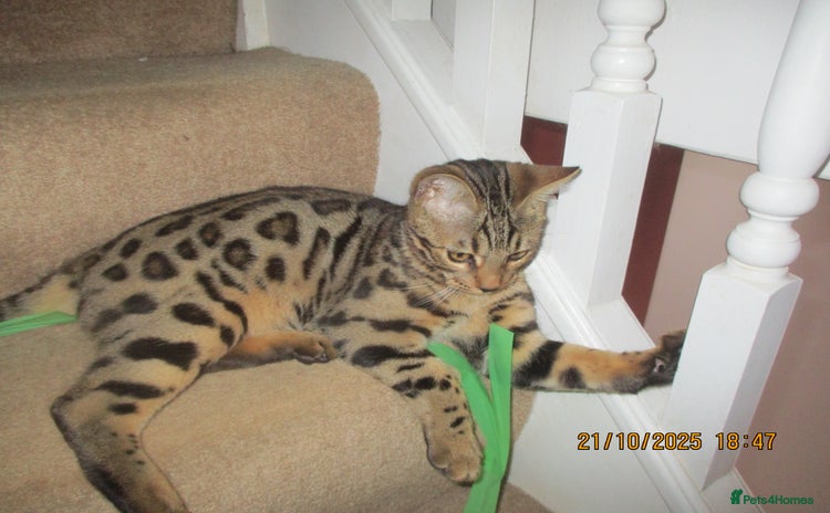 Bengal cats - Advert 2