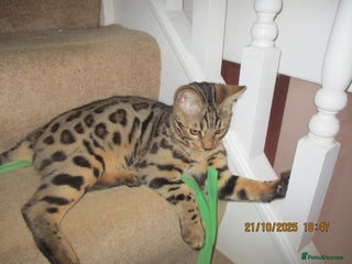 Bengal cats - Advert 2