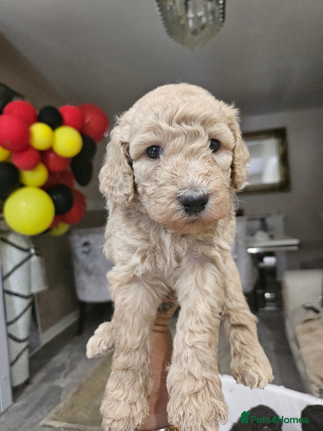 Standard Poodle dogs for sale: Stunning 5* Standard chunky poodle puppies 🐶  - Image 25