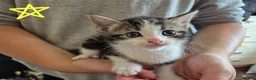 Mixed Breed cats for sale: 7 kittens looking for new loving homes - Advert 5