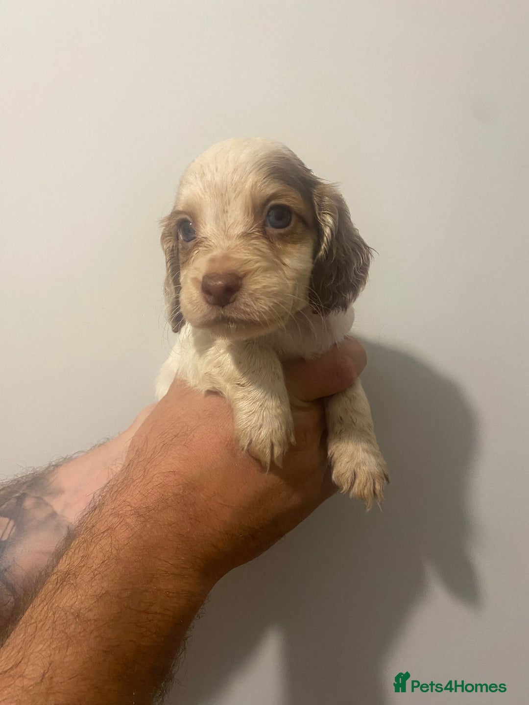 Cocker Spaniel dogs for sale: Working Cocker Spaniels - Image 12