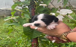 English Setter dogs for adoption: Setter x Pups (Rina's Puppies) - Image 12