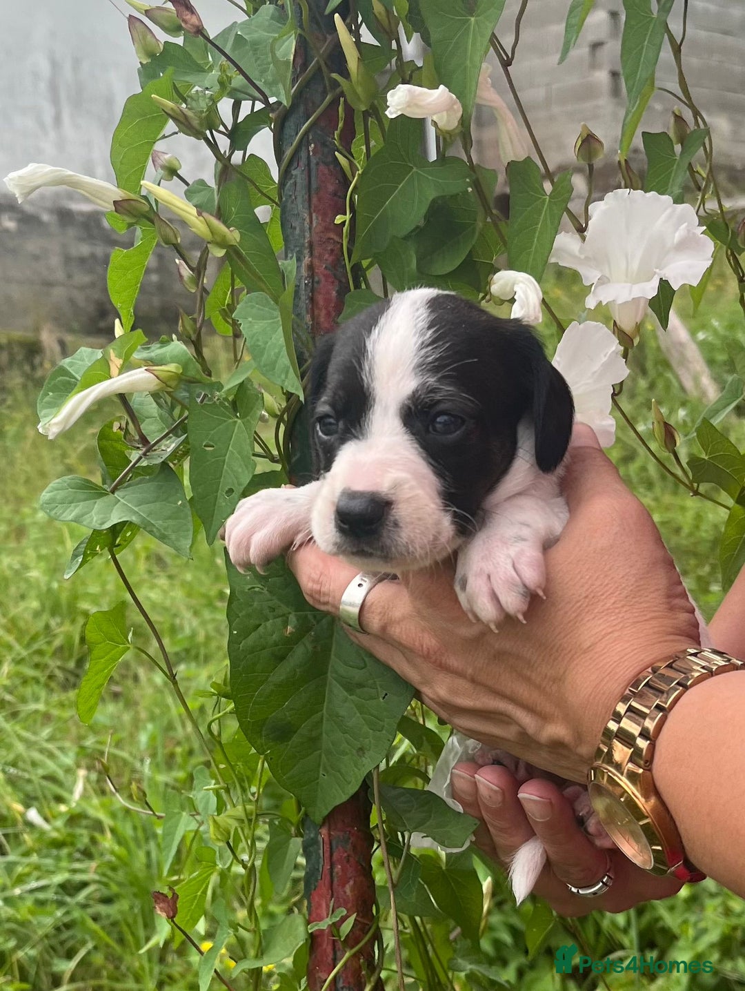 English Setter dogs for adoption: Setter x Pups (Rina's Puppies) - Image 12