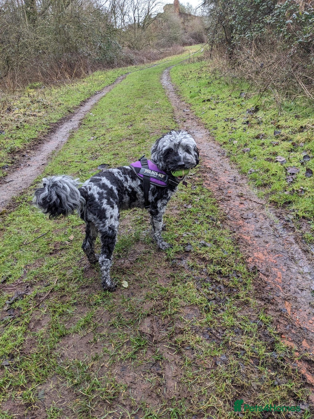 Gallery Image {{count}}