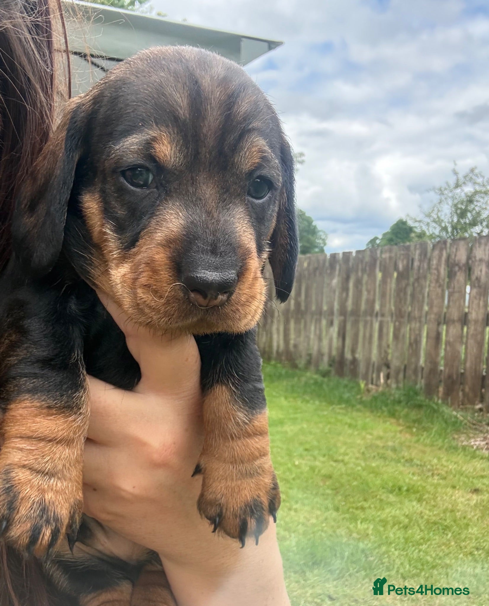 Dachshund dogs KC Registered wirehaired dachshund teckel puppies - Advert 2