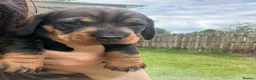 Dachshund dogs for sale: KC Registered wirehaired dachshund teckel puppies - Advert 6