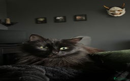 Siberian cats for sale: Black fluffy Siberian mix - Image 7