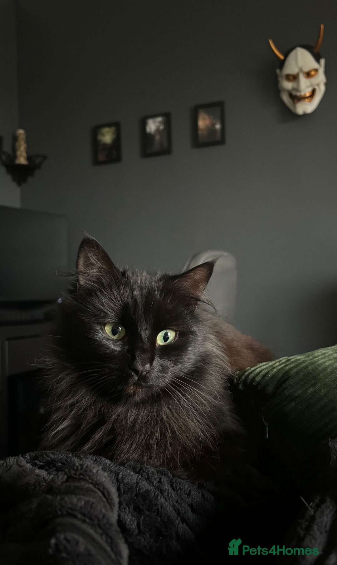 Siberian cats for sale: Black fluffy Siberian mix - Image 7