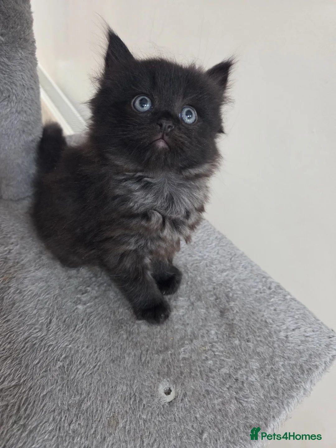 Ragdoll cats for sale: Beautiful kittens  in Nottingham - Advert 2