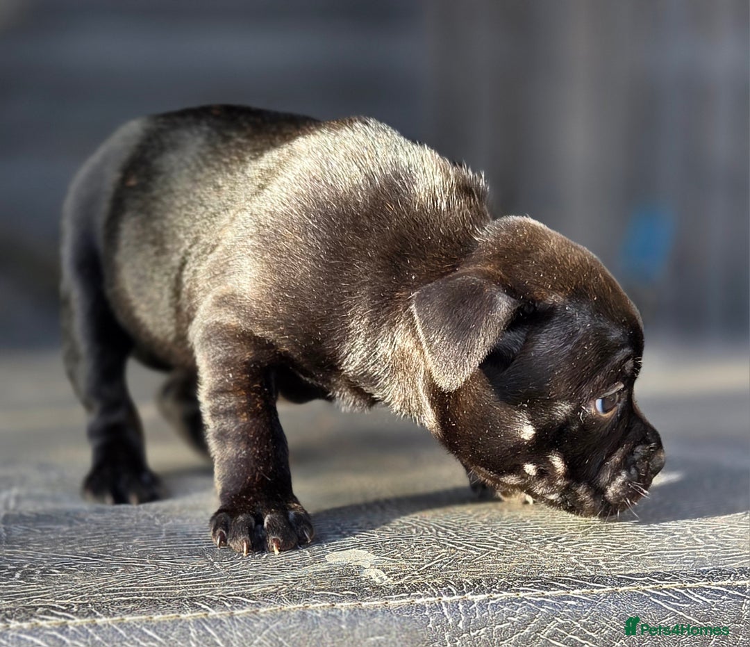 Staffordshire Bull Terrier dogs for sale: Kc registered Staffords  - Image 3