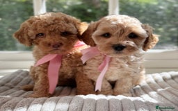 Cavapoo dogs for sale: F1b health tested cavapoo - Image 11