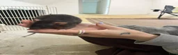 Rat rodents for sale: Pair female adult rats - free to good home - Advert 8