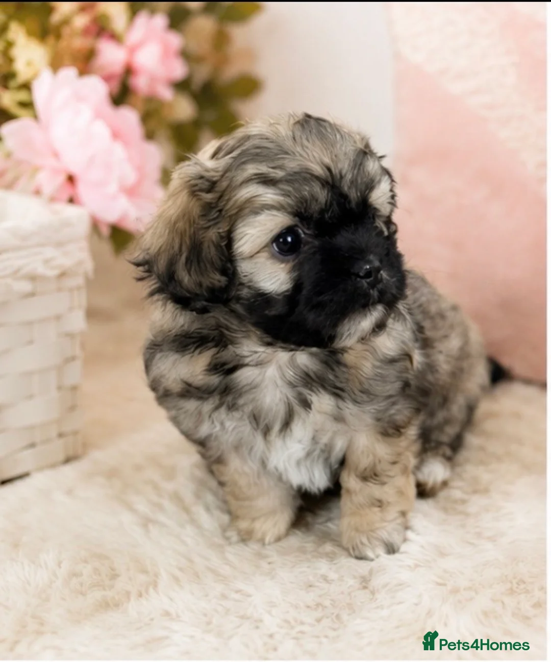 Mixed Breed dogs for sale: Peakapoo puppies 🐶  - Advert 32
