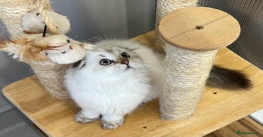 Scottish Fold cats - Advert 1