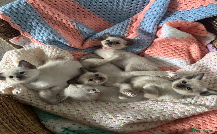 Ragdoll cats - Advert 2