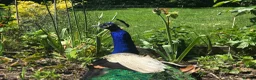 Peafowl poultry for sale: Indian Blue Peacocks for sale (3 males, 1 female)  in High Wycombe - Advert 9