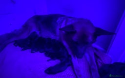 German Shepherd dogs for sale: 11 Cute German Shepherds!  - Image 4