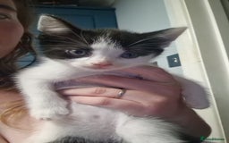 Domestic Shorthair cats for sale: 3 gorgeous Kittens ready for their forever homes - Image 2