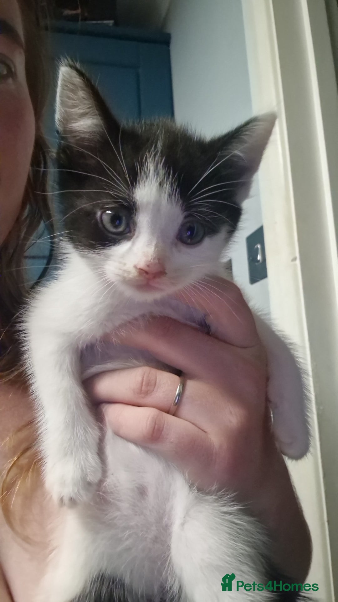 Domestic Shorthair cats for sale: 3 gorgeous Kittens ready for their forever homes - Image 2