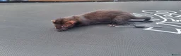 Ferret rodents for sale: Black self kit  in Newport - Advert 3