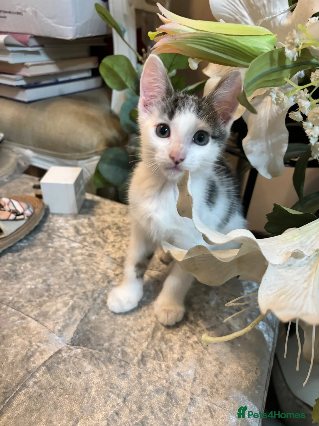 British Shorthair cats for sale: Kittens for sale in Telford - Advert 2
