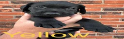 Labrador Retriever dogs for sale: Black KC working Labrador puppies - Advert 8