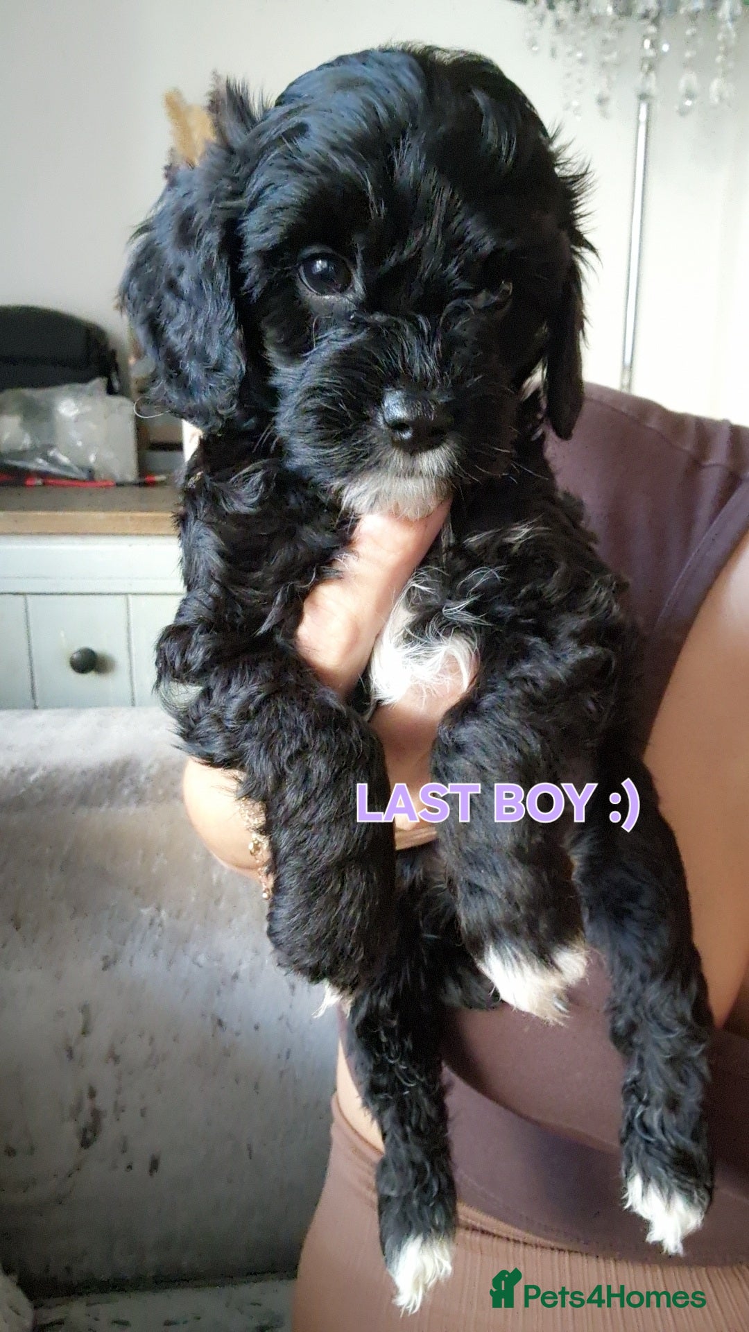 Cavapoo dogs Beautiful cavapoo puppies  - Advert 1