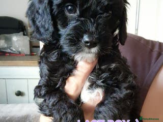 Cavapoo dogs Beautiful cavapoo puppies - Advert 4