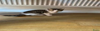 Mixed Breed Kitten 2