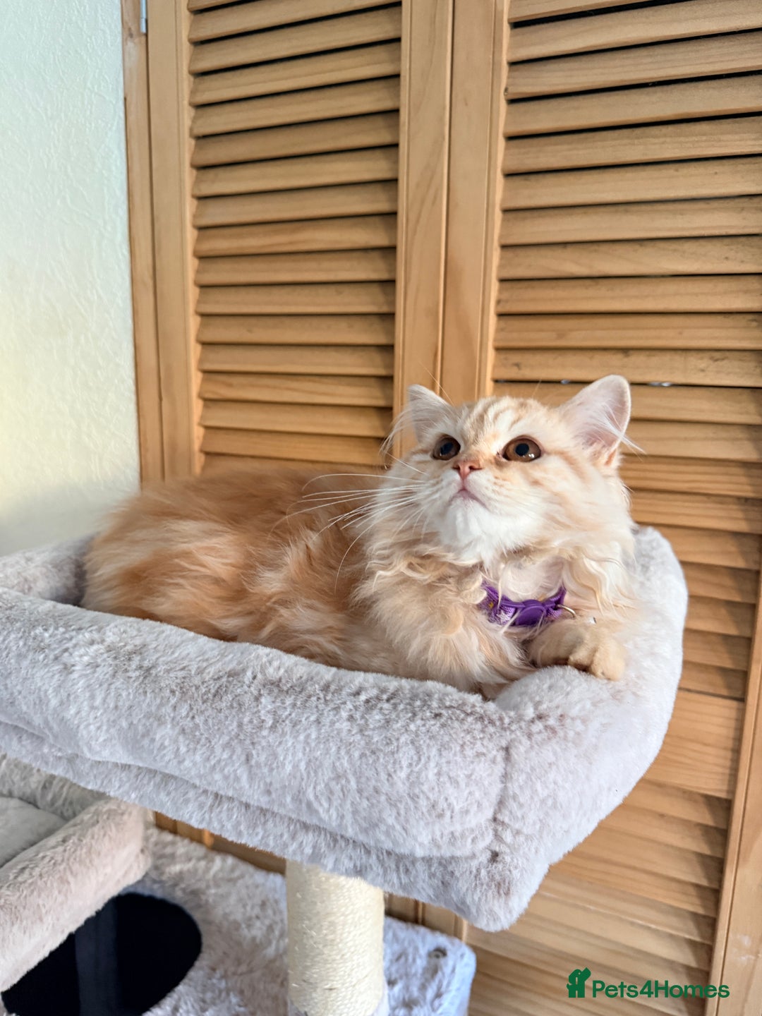 Scottish Fold cats for sale: Scottish Fold Kitten  - Image 3