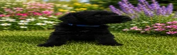 Mixed Breed dogs for sale: Airedoodles F1 airedale mum. Phantom poodle dad  - Advert 12