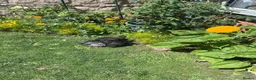Chickens poultry for sale: Black & Grey Sillies in Kettering - Advert 2