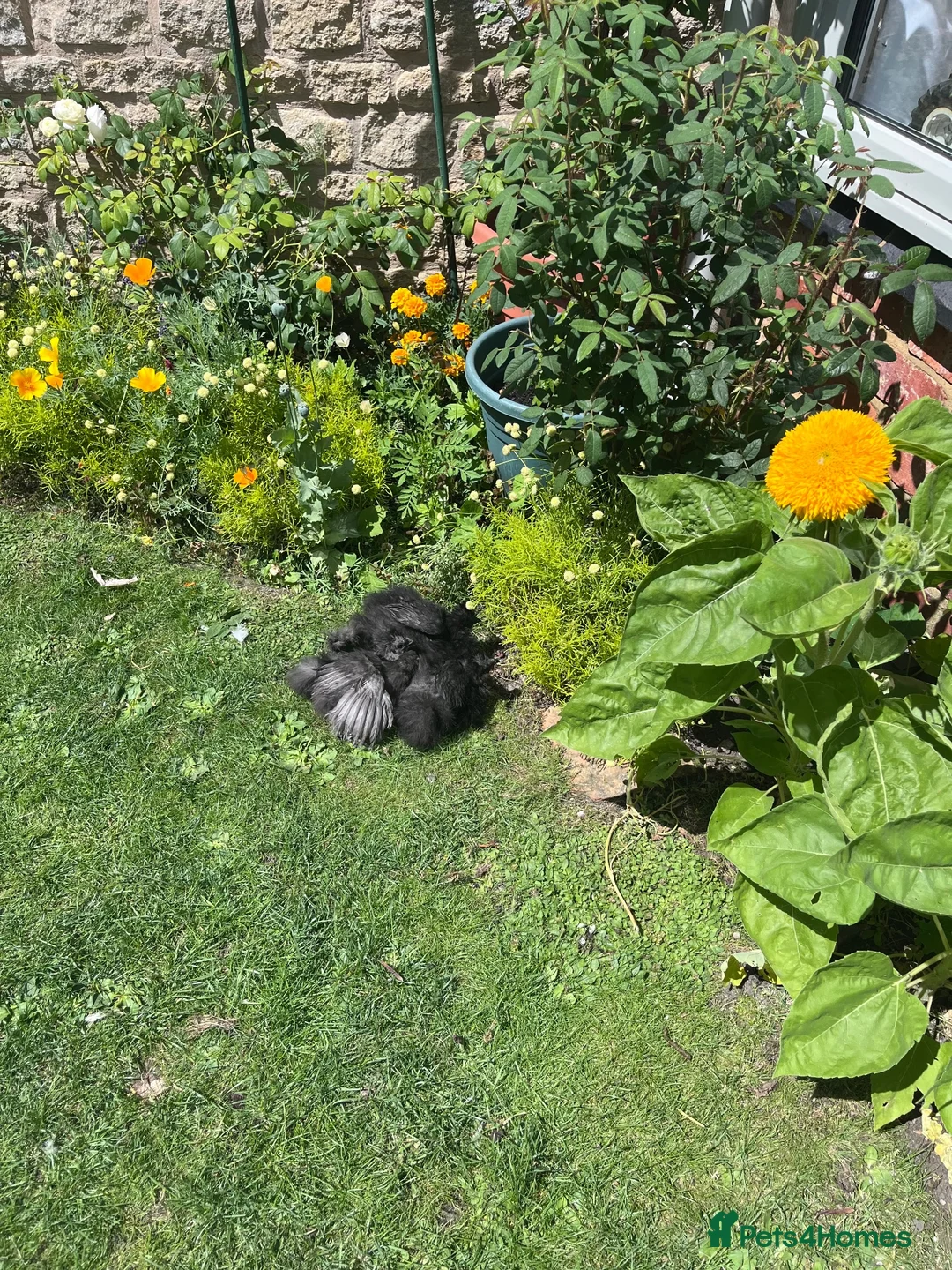 Chickens poultry for sale: Black & Grey Sillies in Kettering - Advert 2