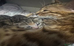 Bengal cats for sale: Benign cross main  coon cross bengal  - Image 1