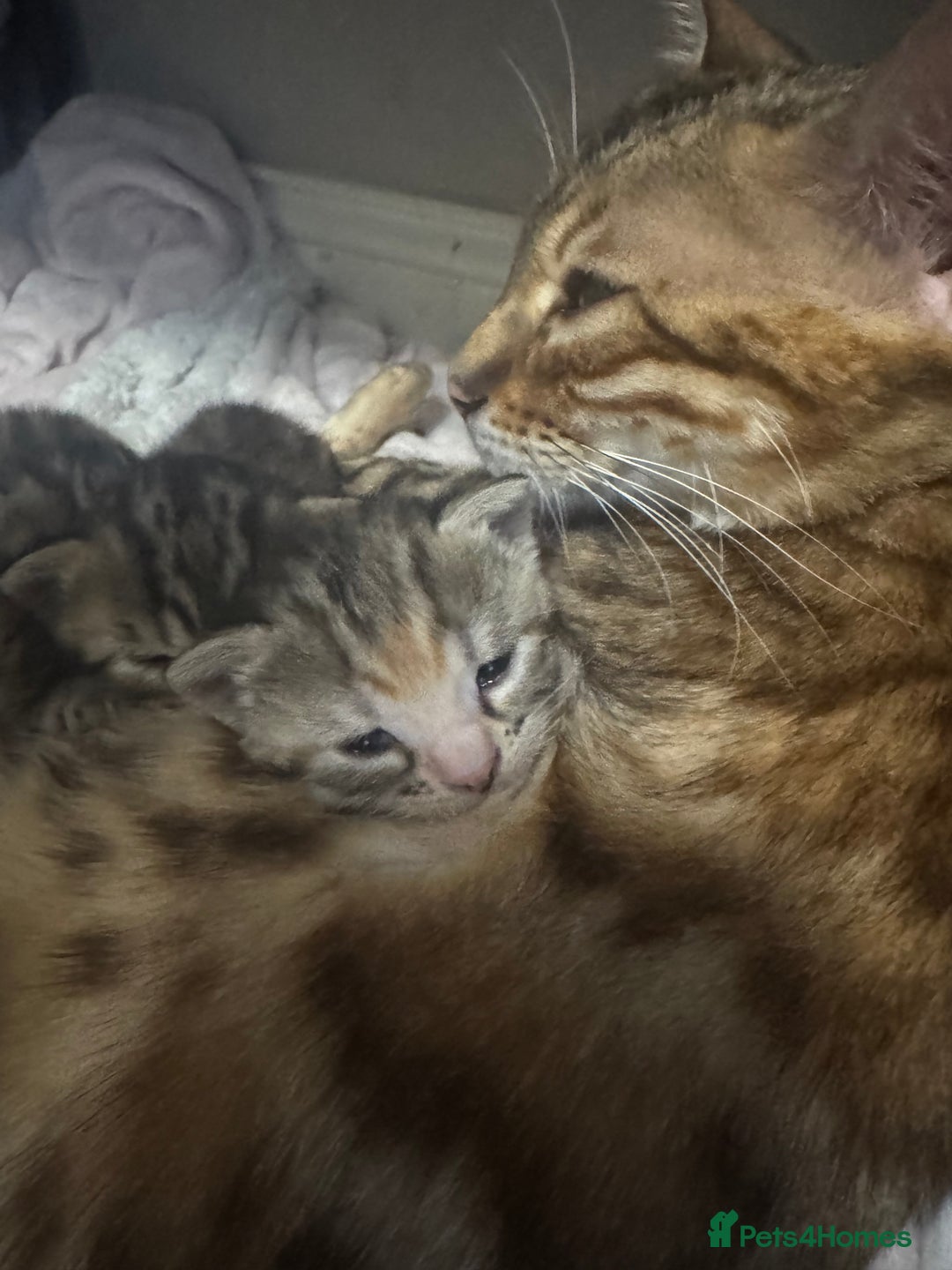 Bengal cats for sale: Benign cross main  coon cross bengal  - Image 1