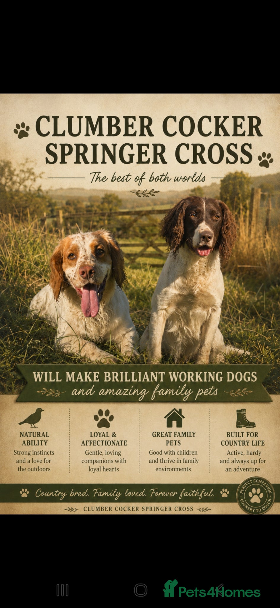 Mixed Breed dogs Clumber cocker springer cross - Advert 13