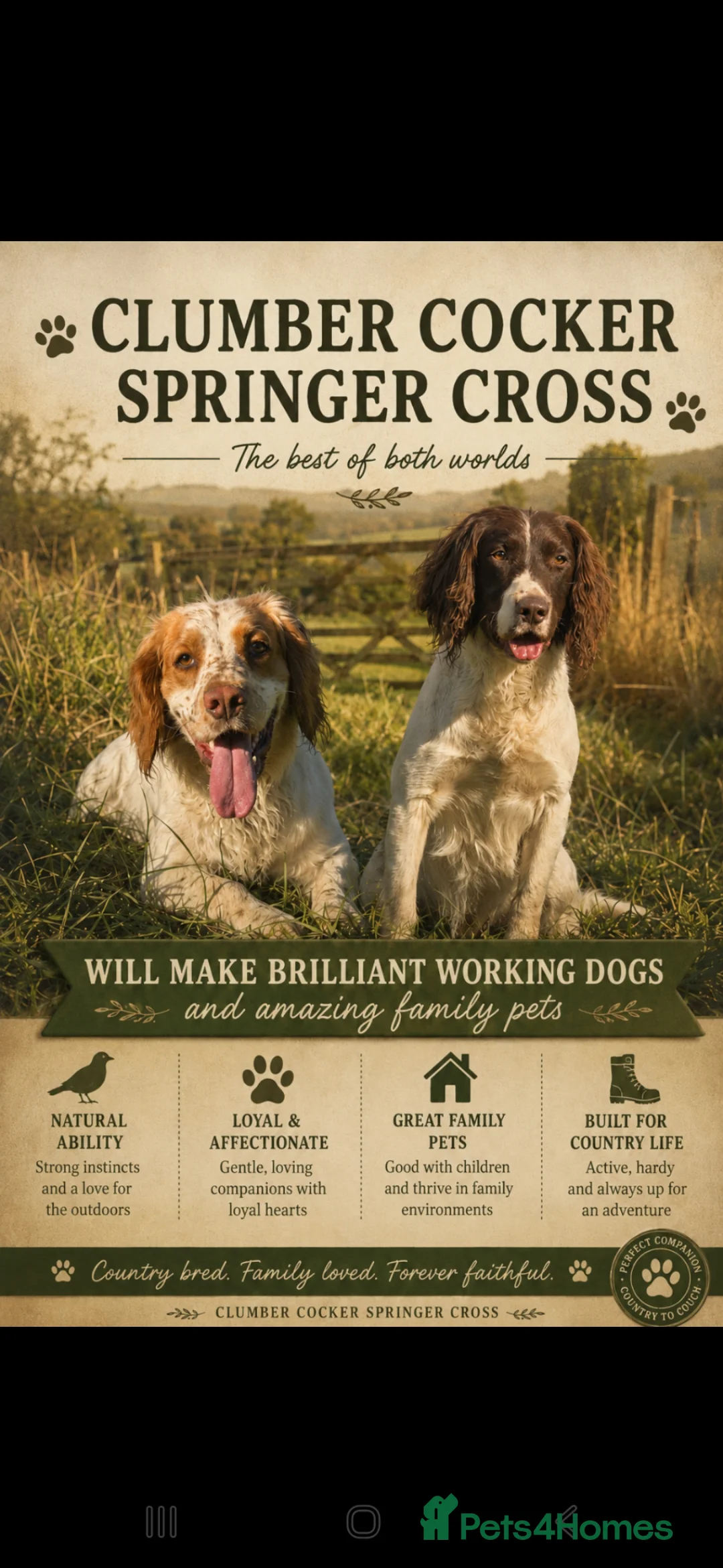 Mixed Breed dogs for sale: Clumber cocker springer cross - Advert 1