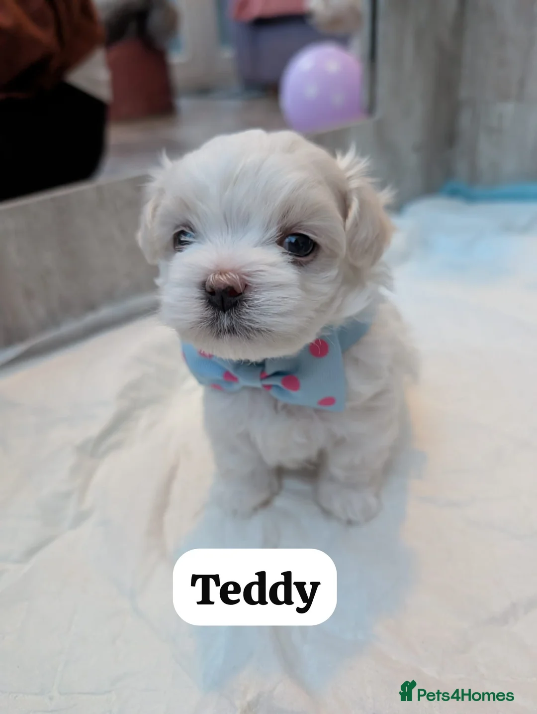 Maltese dogs for sale: Adorable KC registered Maltese puppies😍 - Advert 1