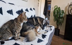Huskita dogs for stud: Handsome Booboo in Stockport - Image 5